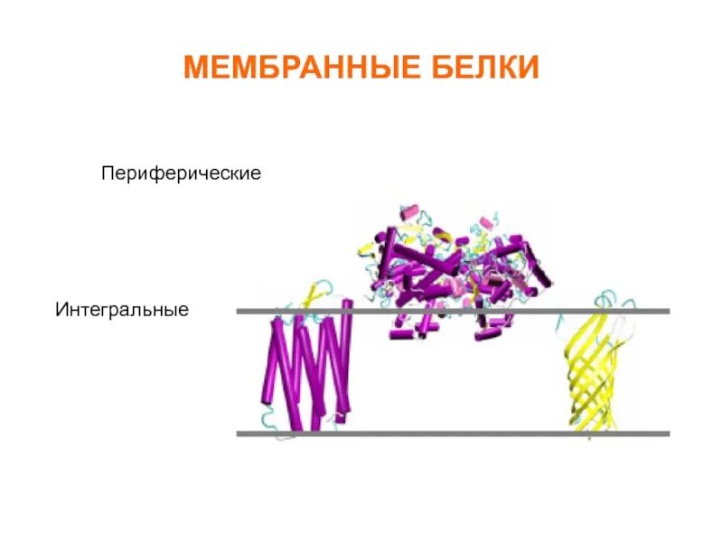 Интегральные белки какие. Периферические мембранные белки функции. Белки мембраны Интегральные белки. Функции периферических белков мембраны. Интегральные и периферические белки.