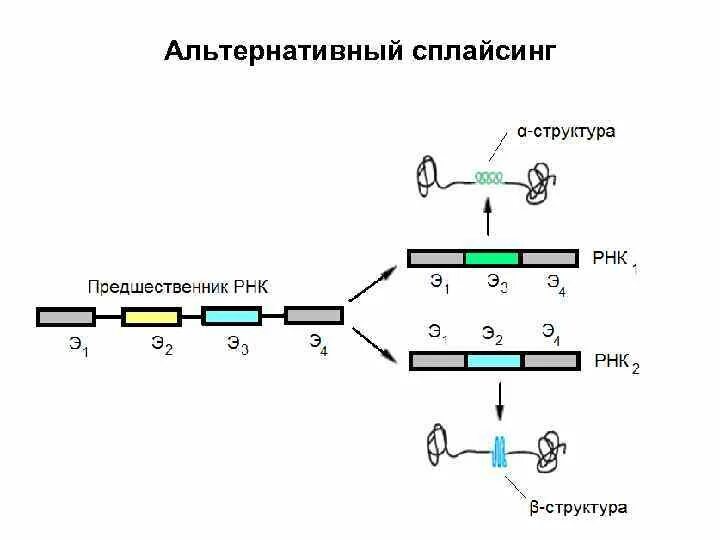 Сплайсинг у эукариот. Схема альтернативного сплайсинга у эукариот. Сплайсинг генетика. Альтернативный сплайсинг биохимия.