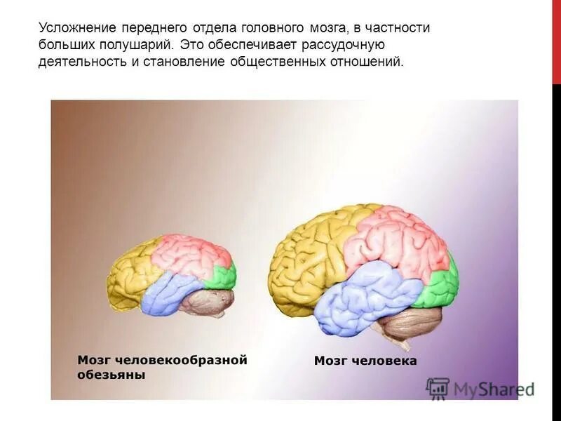развитие больших полушарий. работа правого и левого полушария. кора головного мозга млекопитающих. нервная система птицы головной мозг. этапы развития коры больших полушарий головного мозга в онтогенезе.
