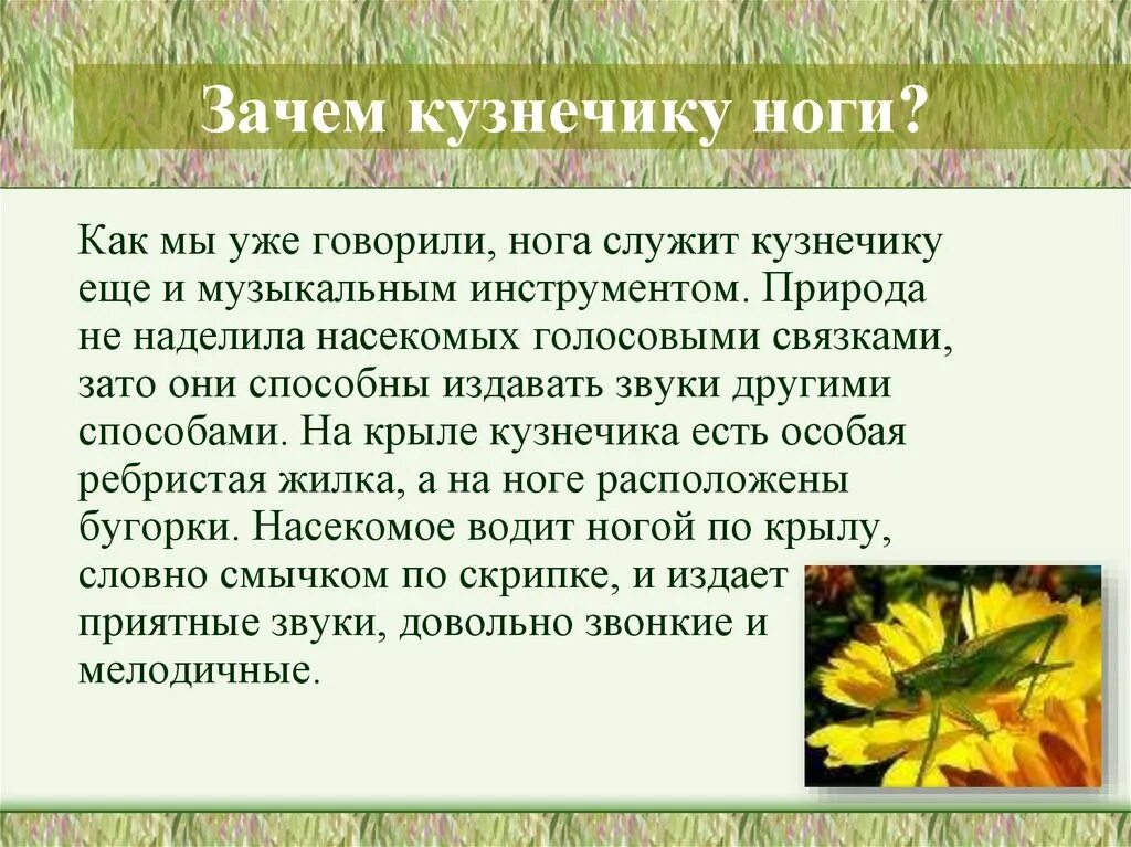 Зачем кузнечик. Интересные факты о кузнечиках. доклад про кузнечика. растения умеют издавать звуки. доклад про кузнечика 2 класс по окружающему миру.