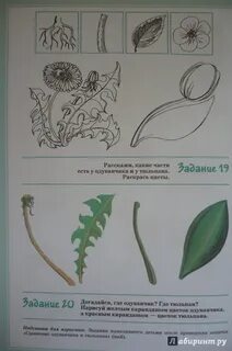 Экологический рабочий тетрадь