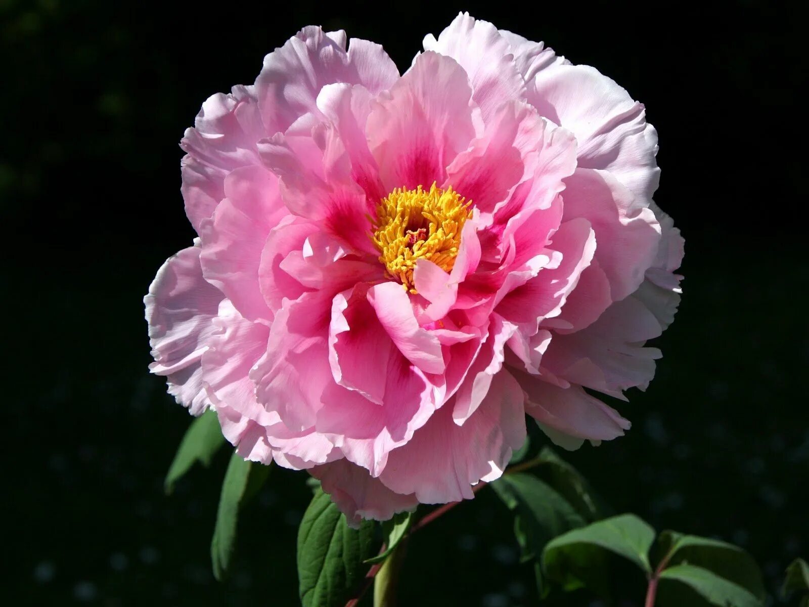 Пион queen bee. Пион магнифика. Пион фото цветов крупным. Пион эдит кавелл. Пиони пинк (peony pink).