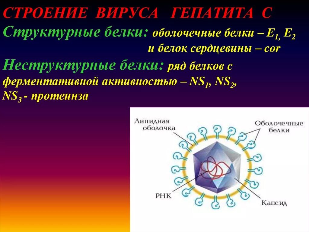 Структура вируса гепатита с неструктурные белки. Строение вируса оболочечные белки. Строение вируса. Строение вируса гепатита в. 4 строение вирусов