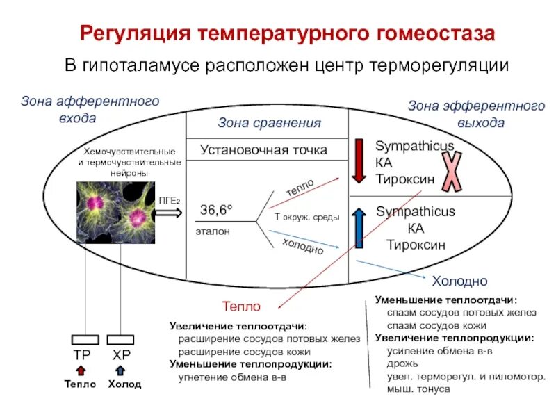 Биохимический гомеостаз. Установочная точка центра терморегуляции. что такое установочная точка центра терморегуляции гипоталамуса. регуляция гомеостаза схема. регуляция температурного гомеостаза.