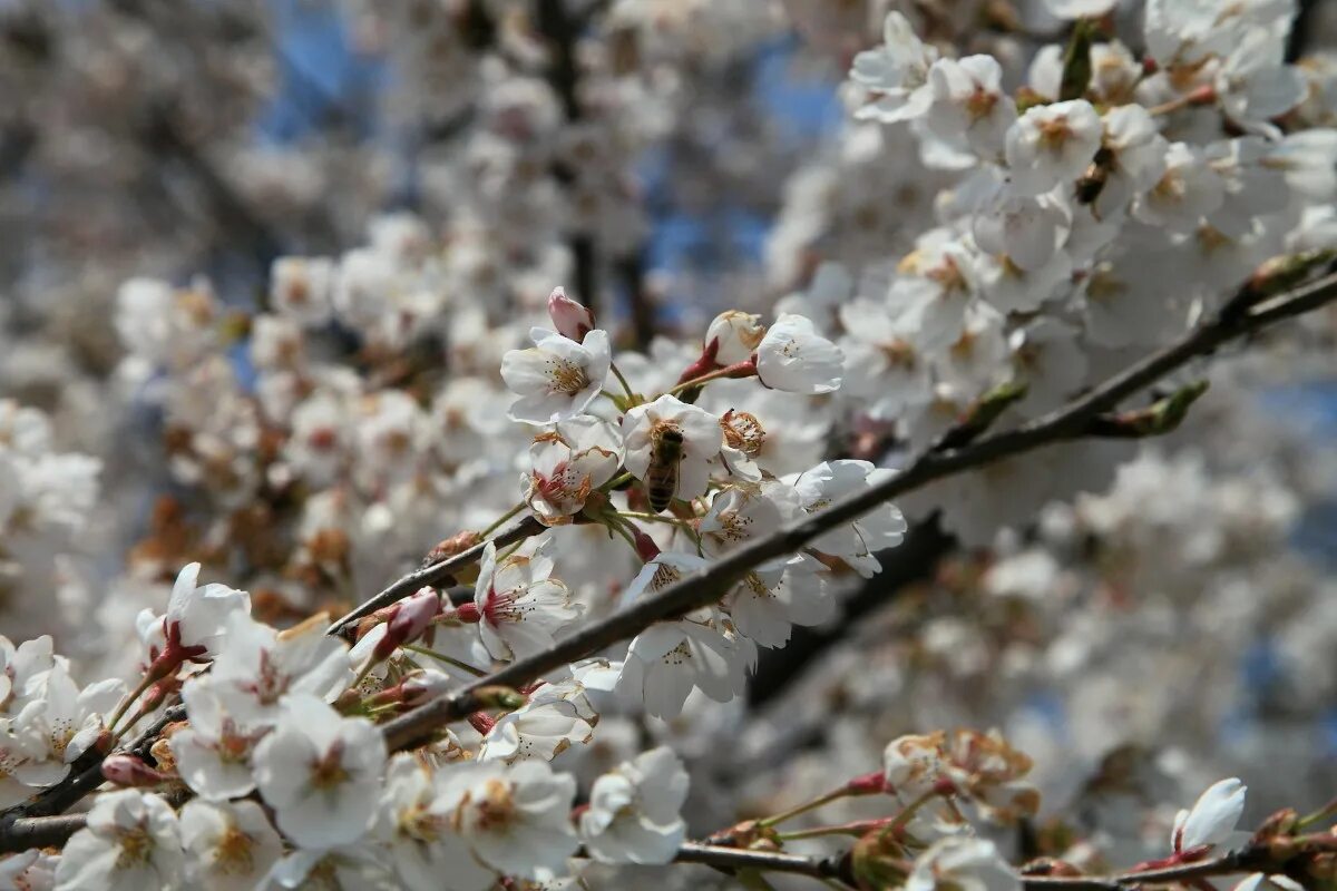 Апрель природа весной. Весенние сезонные цветы.