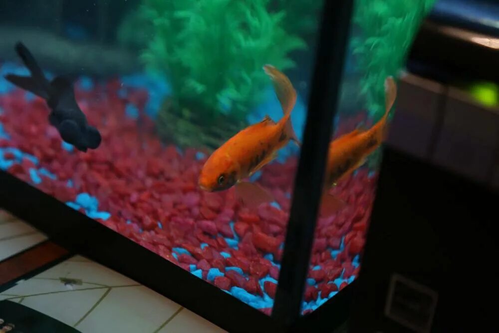 В новый аквариум запустили 14 рыбок