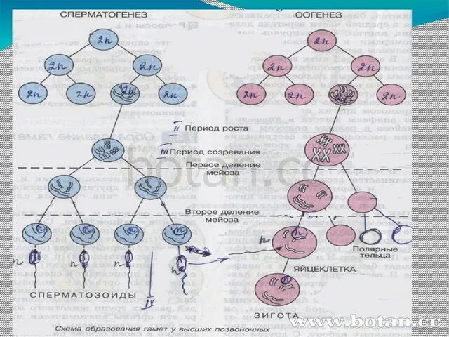 Этапы сперматогенеза 6 этапов. Спермато и оогенез. Сперматогенез 2) оогенез. Сперматоциты 2 порядка набор хромосом. Схема сперматогенеза и оплодотворения.