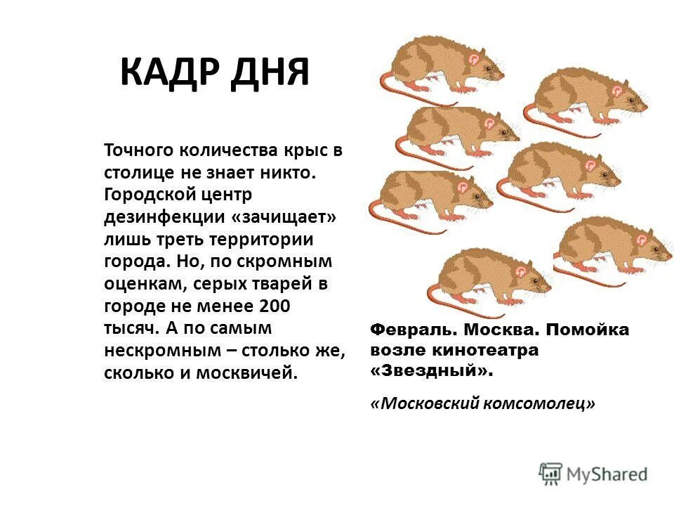 Численность крыс в Москве. Толстая крыса. Внешний вид крысы. Крыса идет.