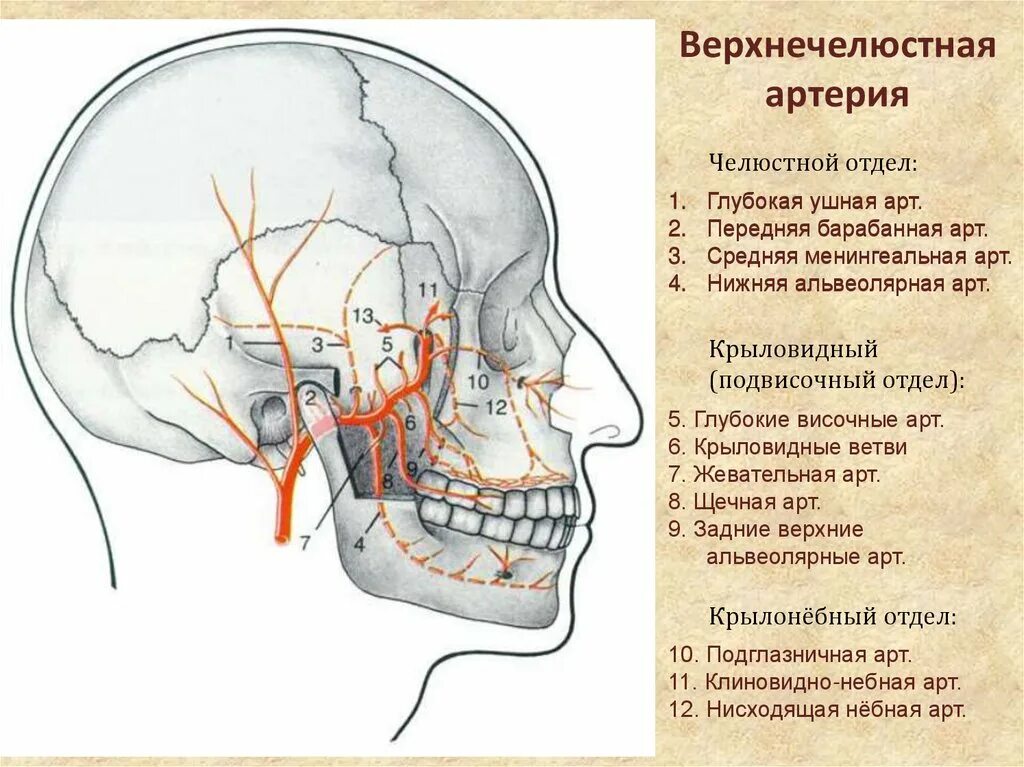 A maxillaris. Верхнечелюстная артерия схема. Отделы верхнечелюстной артерии. Отделы и ветви верхнечелюстной артерии. Кровоснабжение верхнечелюстной артерии.