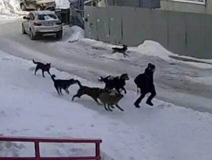 Напала собака видео