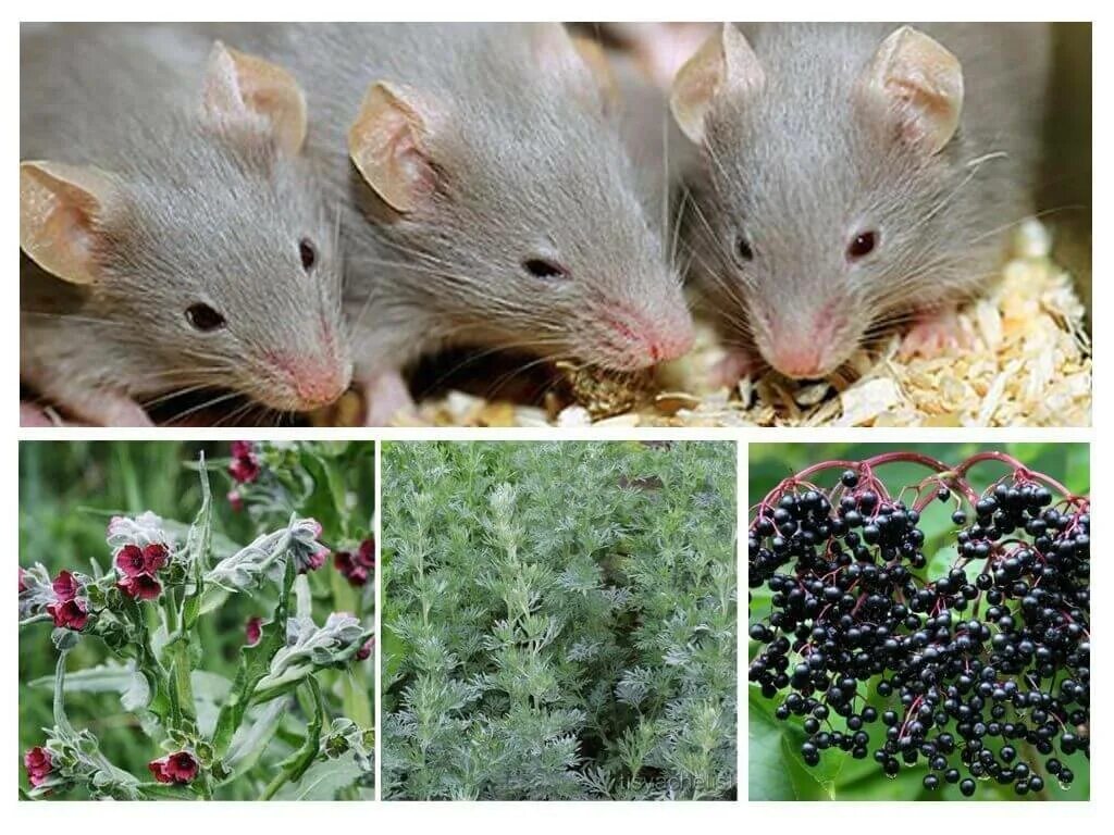 Как избавиться от мышей домашних условиях. Крыса и растения. Растения от мышей. Трава от крыс и мышей. Растения отпугивают крыс и мышей.