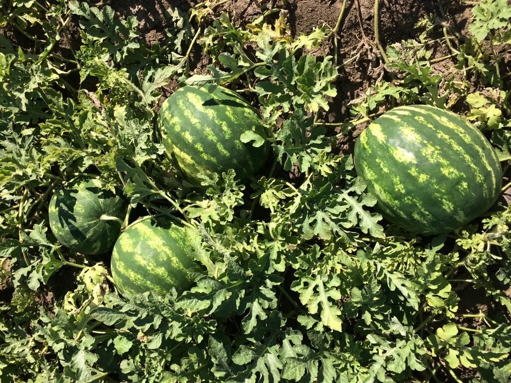 сорт арбуза дайтона. ростовские арбузы. арбуз самурай ф1. ростовские арбузы. ростовские арбузы.