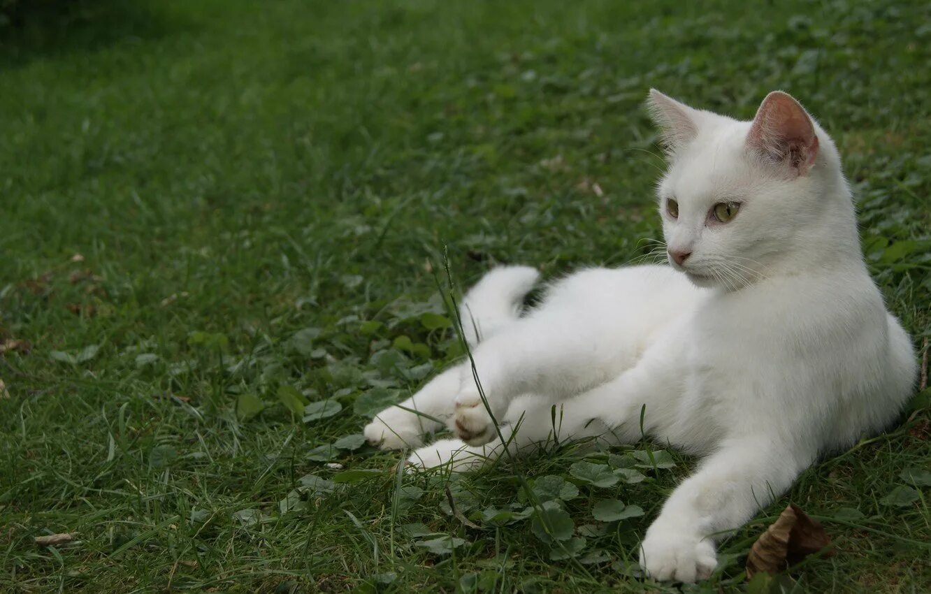 Wait cats