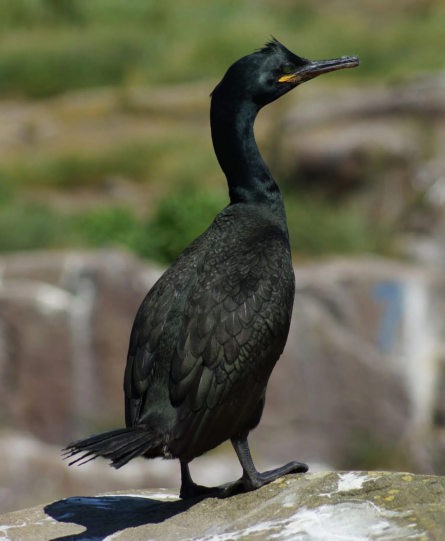 Хохлатый Баклан Phalacrocorax Aristotelis. Баклан хохлатый Средиземноморский. Галапагосский Баклан. Про хохлатого длинноносого Баклан.