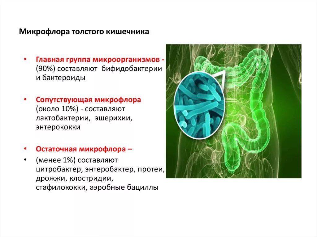 Роль бактерий толстого кишечника человека. К функциям нормальной микрофлоры кишечника относят. Функции бактерий Толстого кишечника. К представителям нормальной микрофлоры Толстого кишечника относятся. Роль микроорганизмов кишечника.