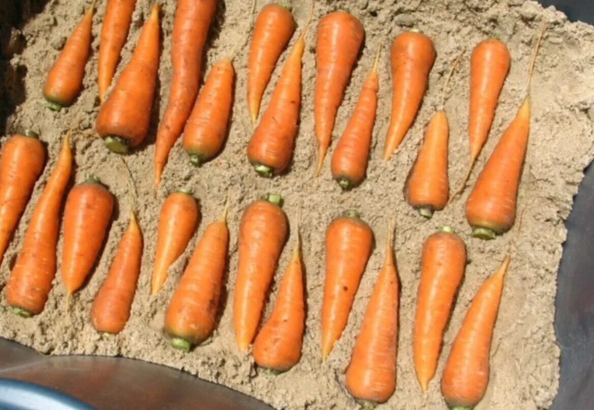 Хранение моркови. Корнеплодов моркови хранение. Морковь в ящике. Ящик для хранения моркови. Как лучше хранить морковь