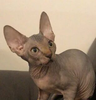 Котята сфинкса 2 месяца