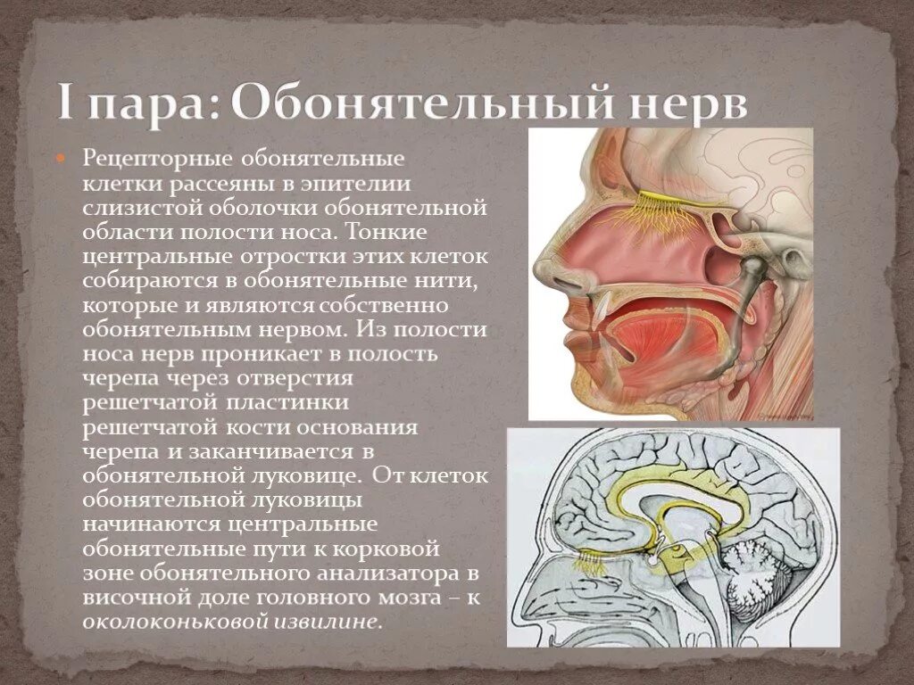 Обонятельный черепно-мозговой нерв. 1 Пара черепных нервов обонятельный нерв. Обонятельный нерв анализатор. Обонятельный нерв анатомия строение.