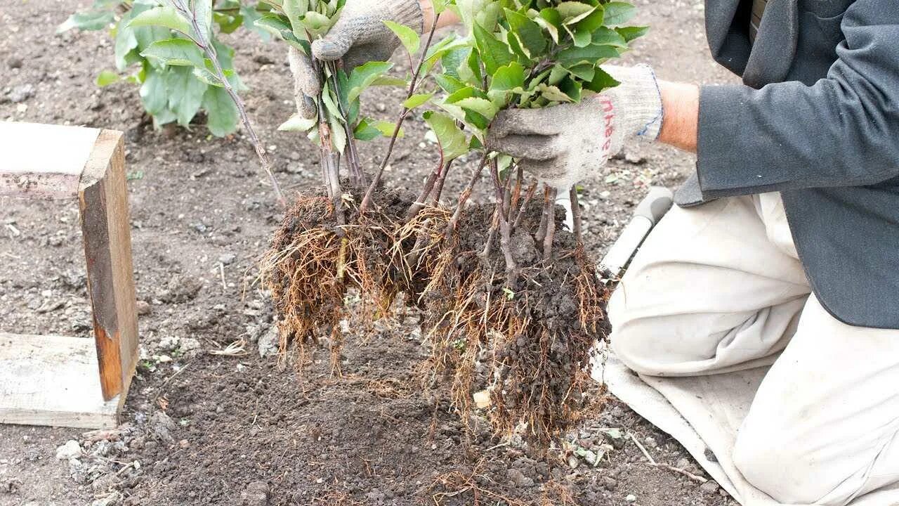 Как получить саженец. Черенки клонового подвоя яблони. Как получить саженец. Черенки девичьего винограда. Сажать саженцы.