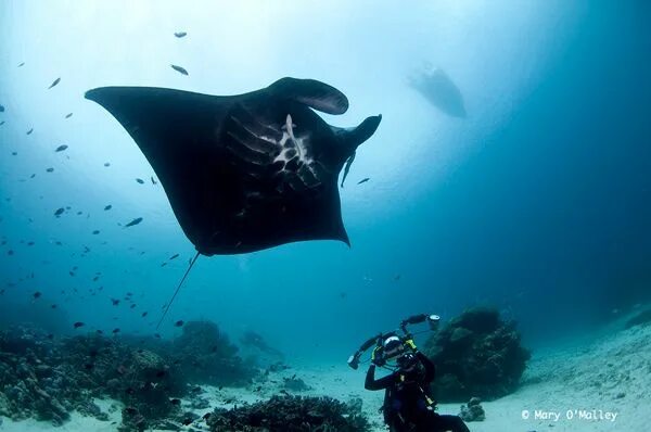 Study Manta Rays with a Marine Biologist in the Maldives Underwater photography 