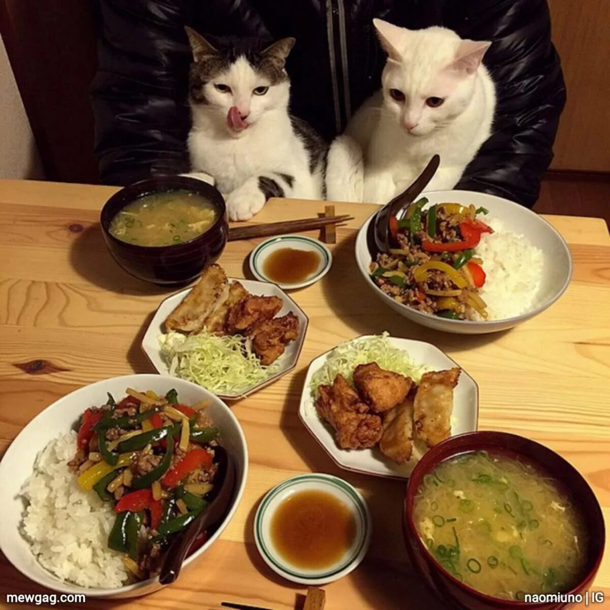 Собираюсь пообедать. Котик с едой. Кот за столом с едой. Коты за столом. Еда для кошек.