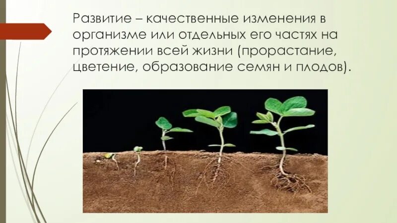 Развитие это 1 изменение организма. Рост растений. Стадии развития растений. Рост и развитие растительного организма. Особенности роста и развития растений.