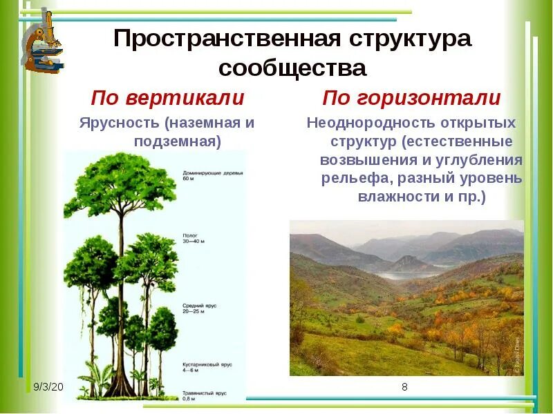 Охарактеризуйте роль ярусного размещения видов в биогеоценозе. Пространственная структура биоценоза ярусность мозаичность. Пространственная структура ярусность. Горизонтальная структура биоценоза ярусность. Пространственная структура биоценоза ярусность.