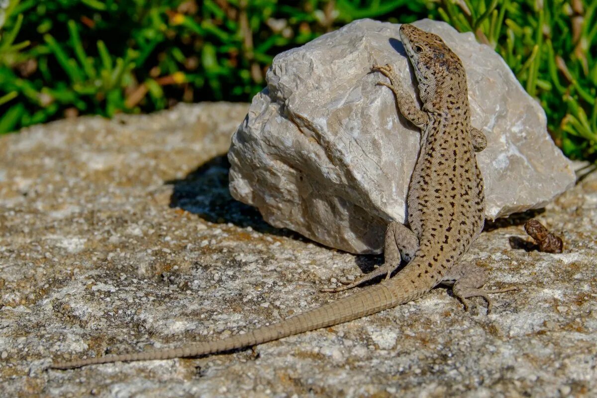 Капский карликовый геккон. Каменная агама. Лизард ящерица. Пустынная агама.