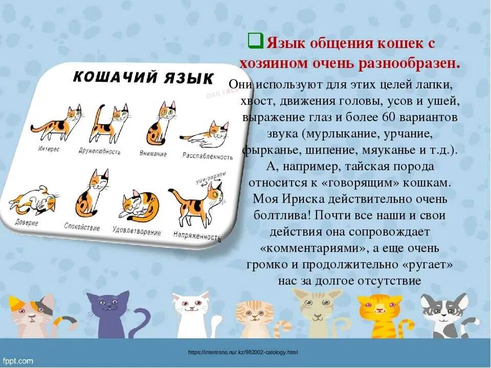 Как переводится кошек. Понимать язык кошек. Выучить язык кошек. Выучить кошачий язык.