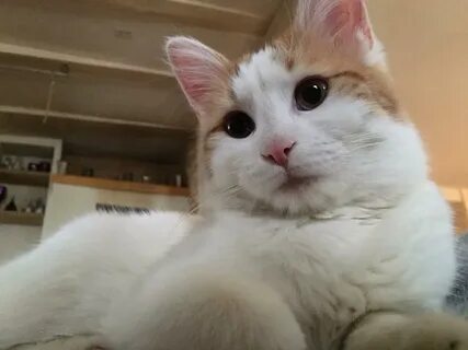 Кошка ване