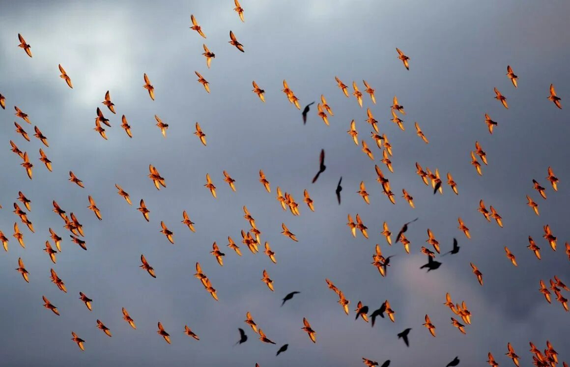 Встречаем стаи птиц. Стая птиц. птицы улетают. птицы осенью. стайка птиц.