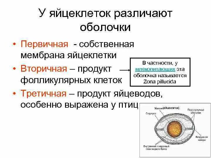 Типы яйцеклеток у животных