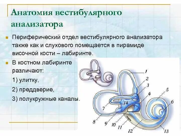 Периферический отдел вестибулярного анализатора рецепторы. Вестибулярный аппарат слухового анализатора строение. Центральный отдел вестибулярного аппарата анатомия. Анализатор равновесия периферический отдел.