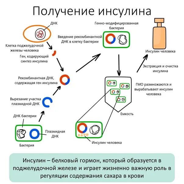 Синтез инсулина последовательность. Схема получения инсулина генной инженерией. Схема получение инсулина методом генной инженерии. Схема получения инсулина бактериями. Синтез инсулина схема ЕГЭ.