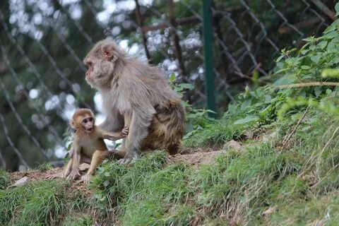 Monkeys partners