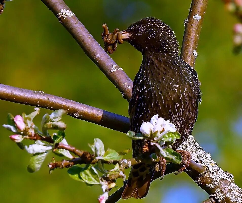 дрозд обыкновенный скворец. птицы в огороде. обыкновенный скворец самка. скворец гусеница. скворец птица.