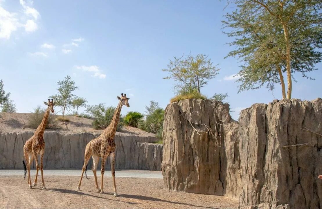 Сафари парк бангкок. Сафари парк дубай. The safari park. The safari park. Dubai zoo дубай.