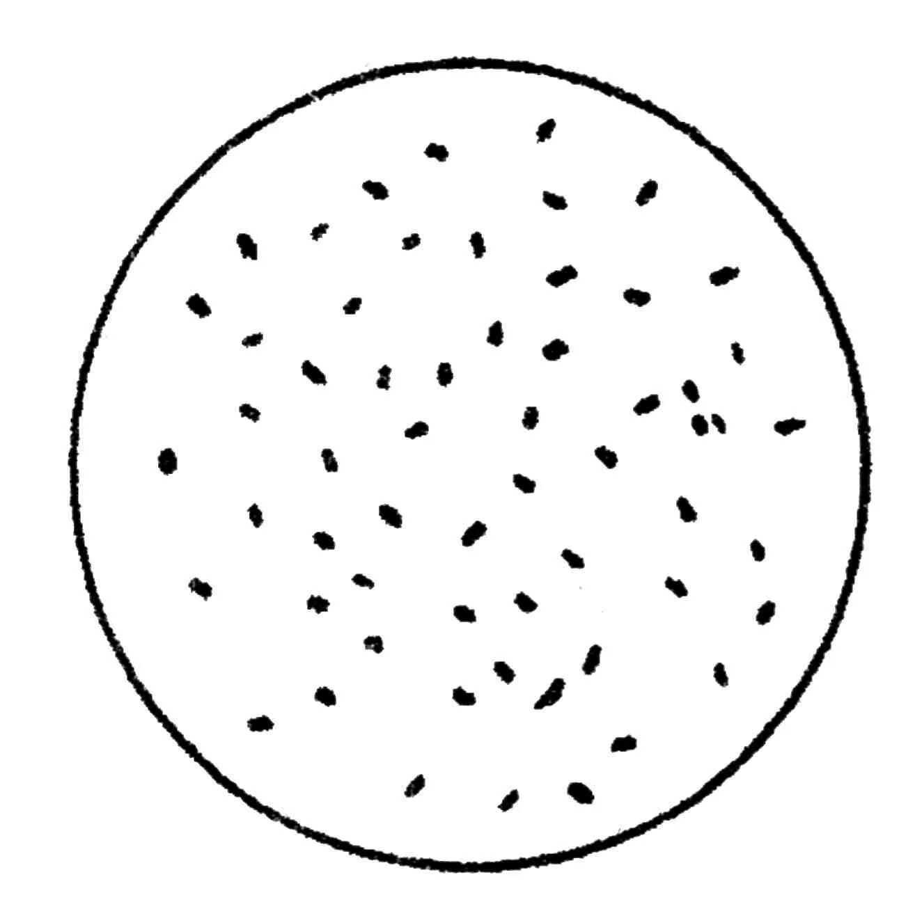 Brucella spp