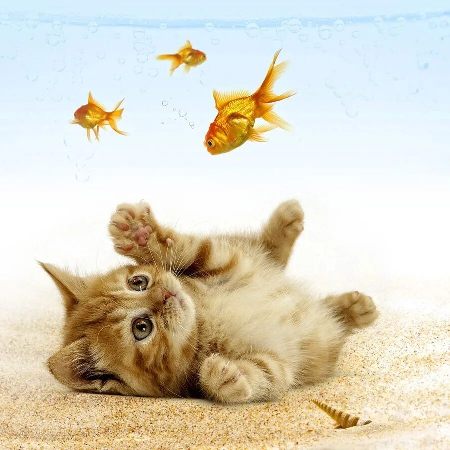 Мечтающая кошка. Котик с рыбкой. Рыжий котик с рыбкой. Фотообои котята. Фотообои кот с рыбками.