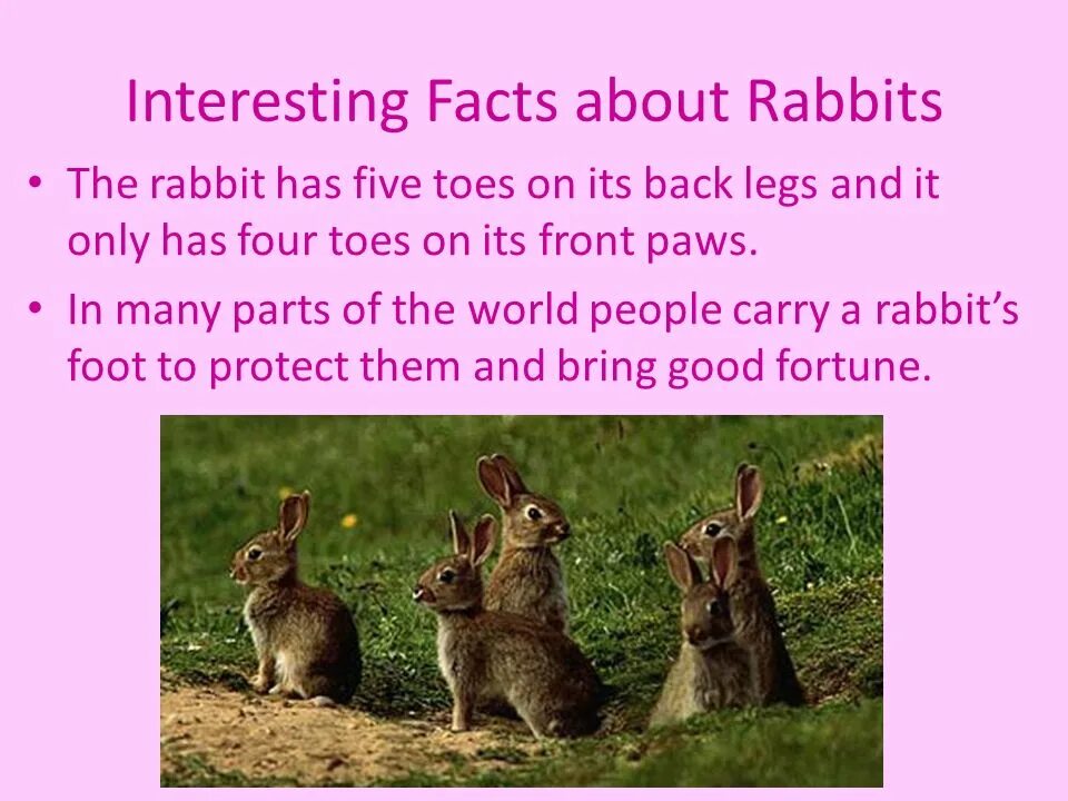 Fun facts about animals. Rabbits interesting facts. Facts about Rabbits. My favourite Pet Rabbit 3 класс.