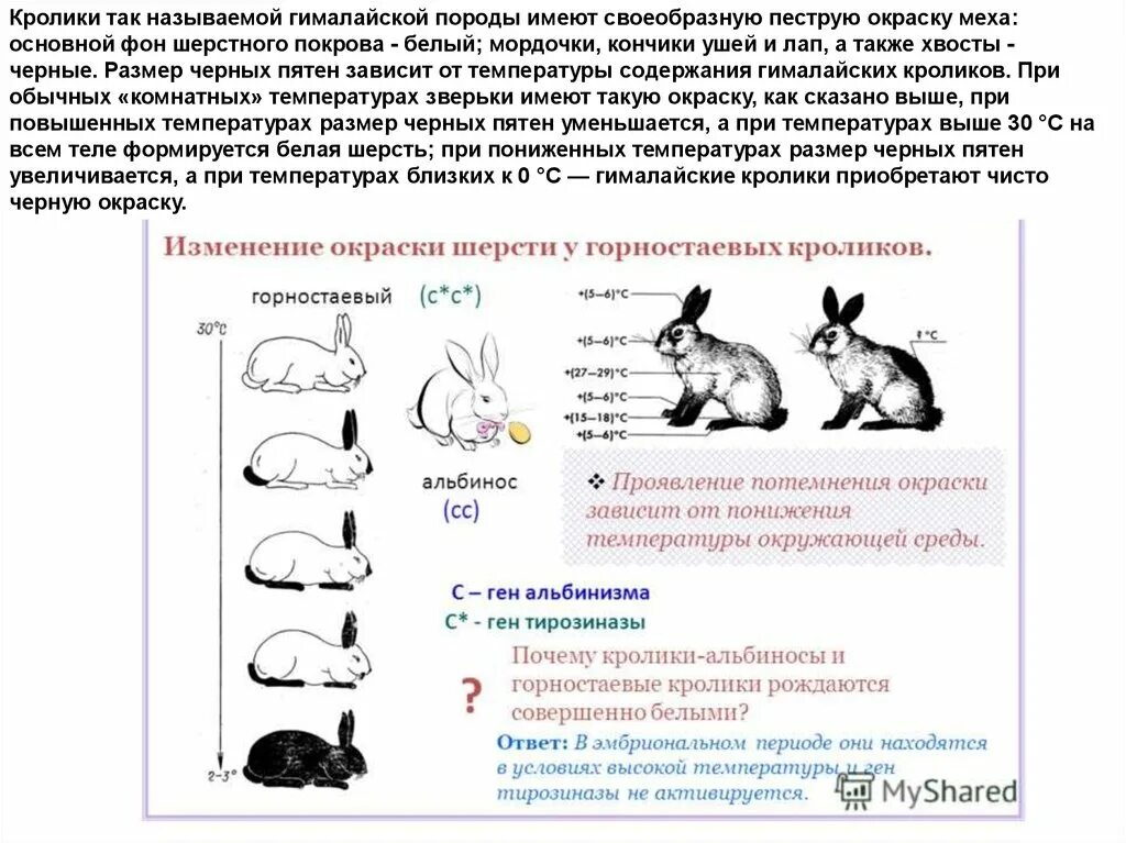 На рисунке изображены горностаевые кролики