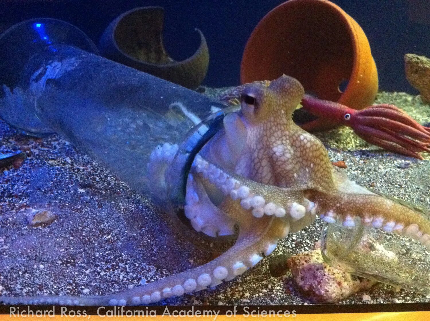 Осьминог Дофлейна. Осьминог Дофлейна гигантский. Мускардини осьминог. Кокосовый осьминог (Coconut Octopus).
