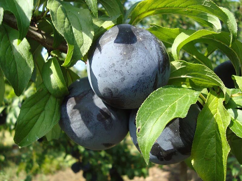Слива блэк амбер описание сорта. Слива блэк сплендор. Слива блэк амбер. Слива блэк амбер описание. Слива блэк амбер.