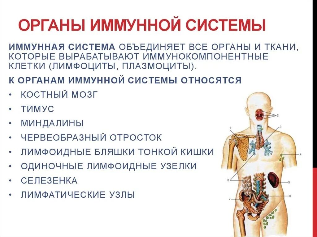 К периферическим органам иммунной систему относят кровь. Системы органов человека таблица иммунная система. К каким органам иммунной системы относится кровь. Схема иммунной системы организма человека.