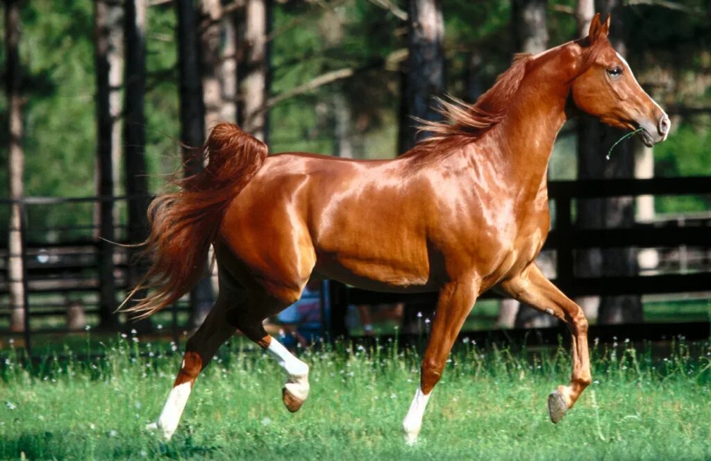 Дончак порода лошадей. Ганноверская лошадь рыжая. Конь рыжий. Красивая рыжая лошадь.