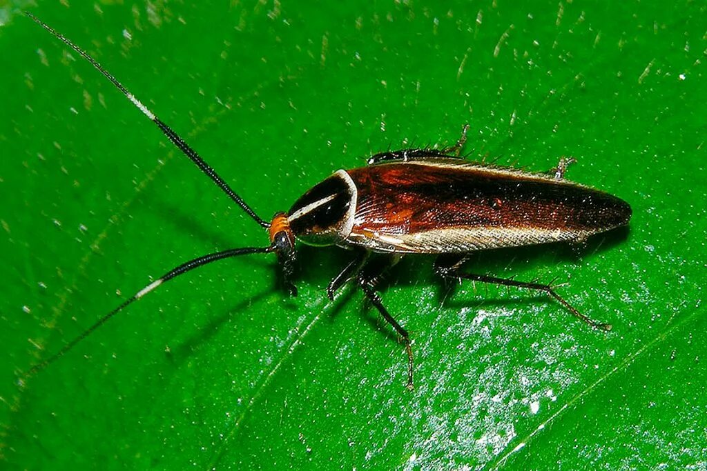 Ectobius lapponicus. Ectobius vittiventris. Степной таракан. Ectobius duskei. Лапландский лесной таракан.