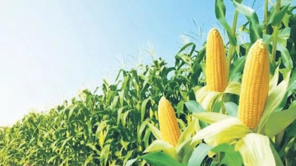 Corn fields