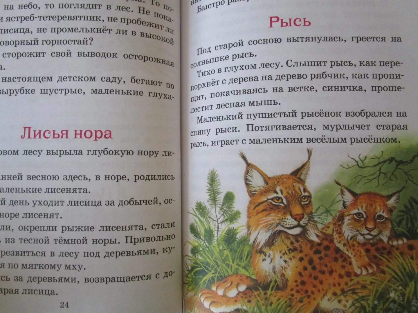 Рассказы о природе 1 класс Соколов Микитов. Соколов-Микитов рассказы о природе 2 класс. Рассказы о животных 2 класс и Соколова Микитова. В глухом лесу живет разбойница рысь