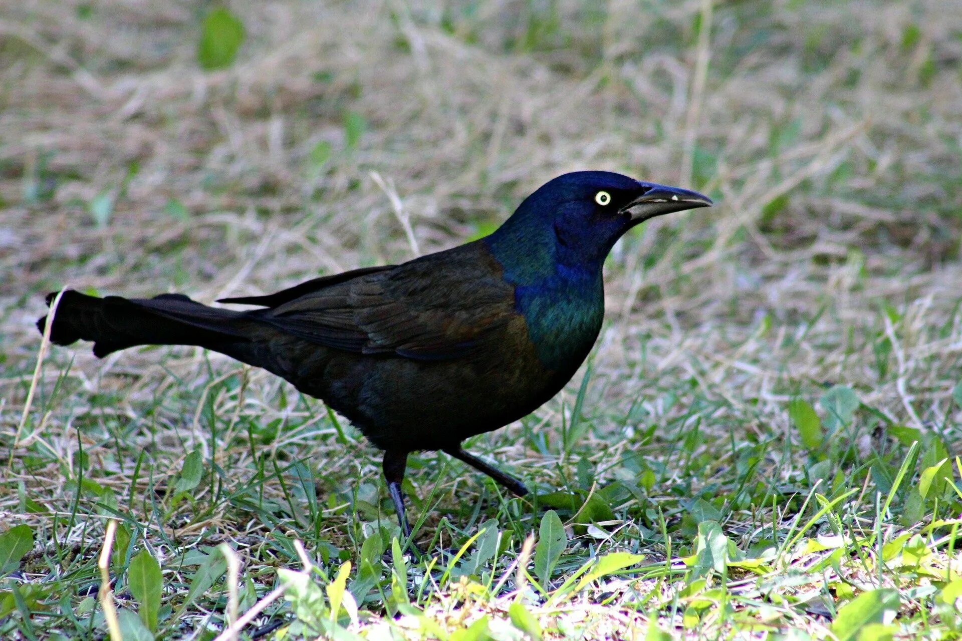Черно зеленая птичка. Черноголовая танагра. Лазурная танагра-медосос. Черная птичка. Зелено черная птица.
