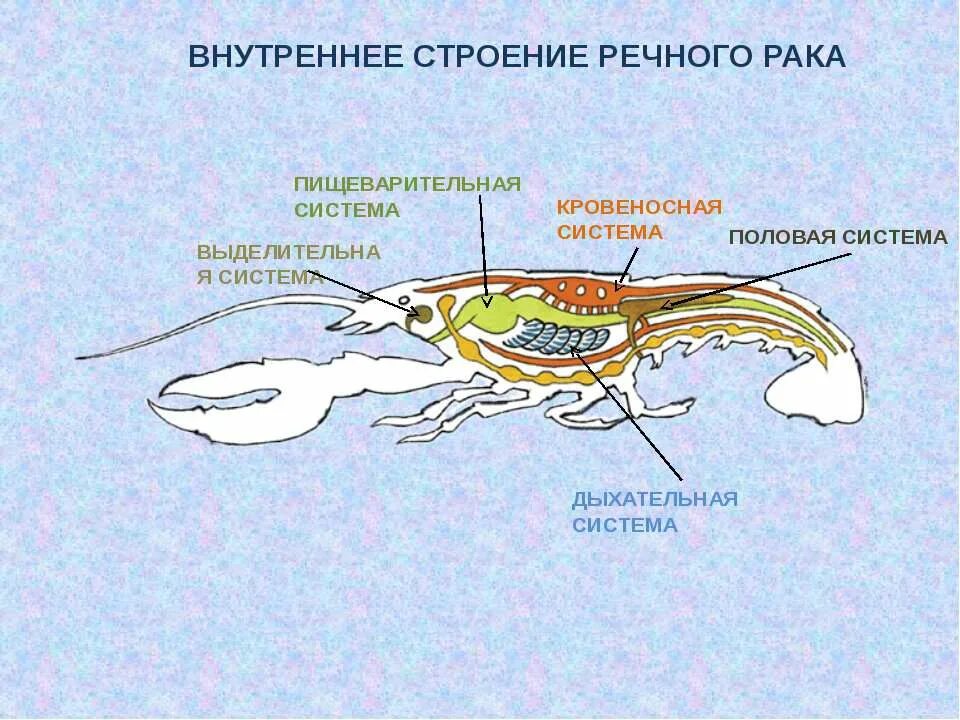 Внутреннее строение речного. Внутреннее строение ракообразных нервная система. Внутреннее сторени Ерака. Пищеварительная система кро. Пищеварительная и кровеносная система.